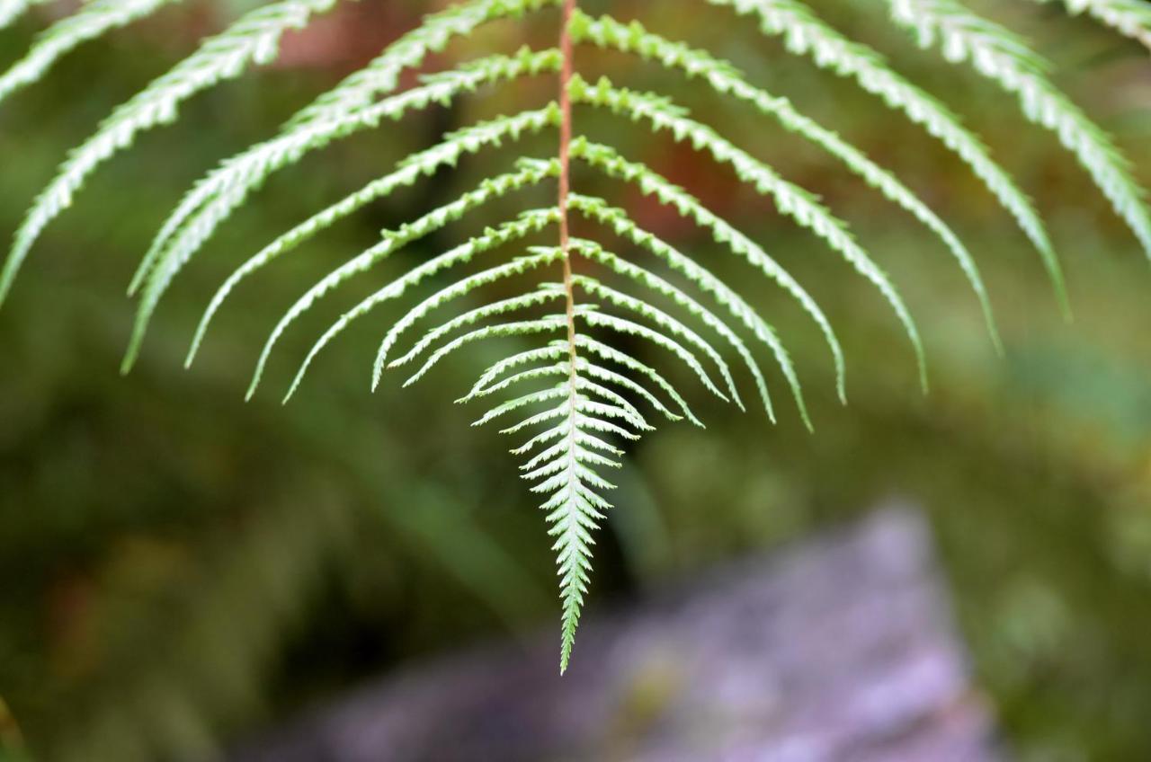 Rainforest Deluxe Franz Josef Kültér fotó
