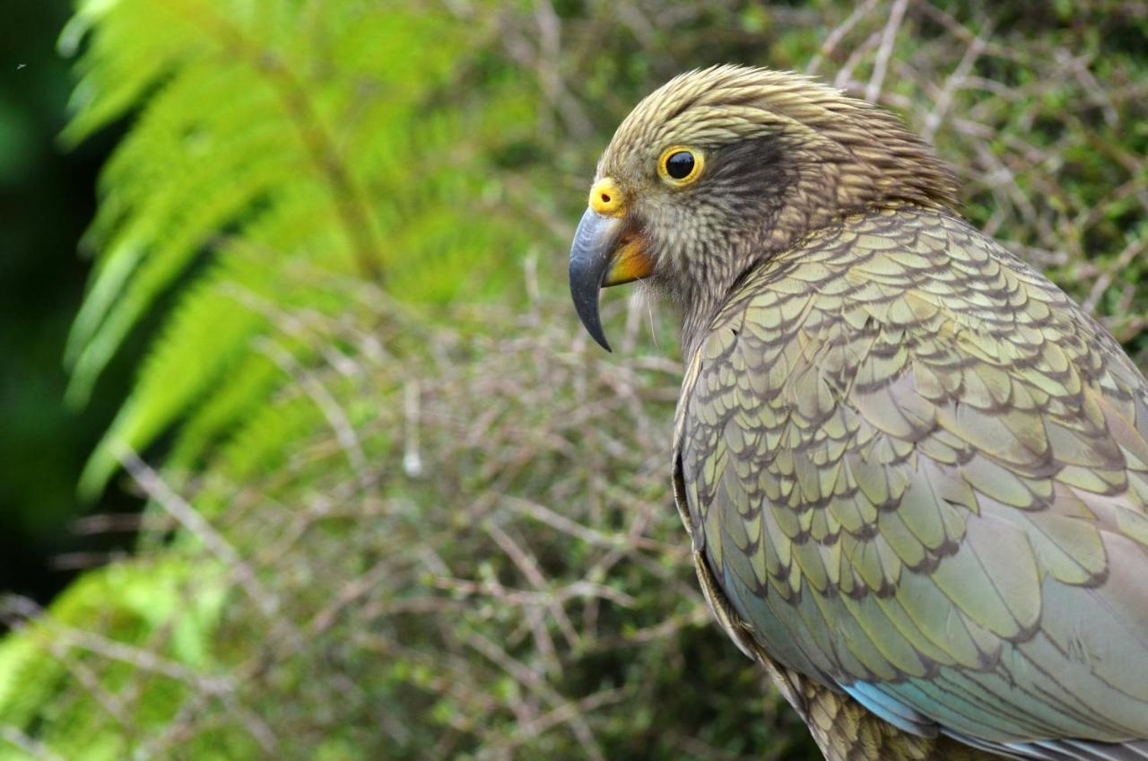 Rainforest Deluxe Franz Josef Kültér fotó